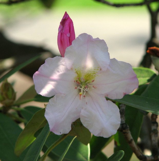 Rododendron