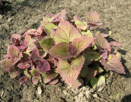 Kłosowiec (Agastache Golden Jubilee)