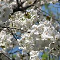 Japońskie kwiatowe wiśnie #WiśnieJap