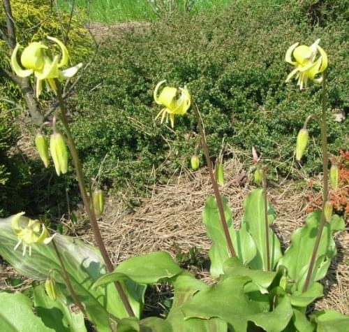 Erythronium