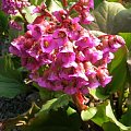 Bergenia