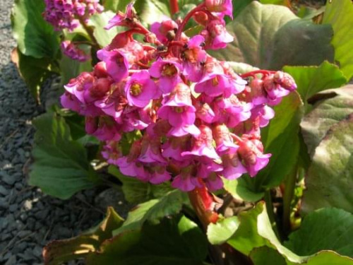 Bergenia