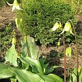 Erythronium