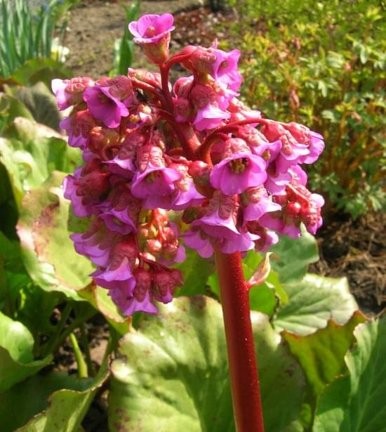 Bergenia