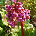 Bergenia