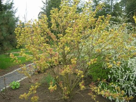 Sambucus Racemosa Plumosa Aurea