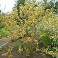 Sambucus Racemosa Plumosa Aurea