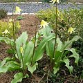 Erythronium