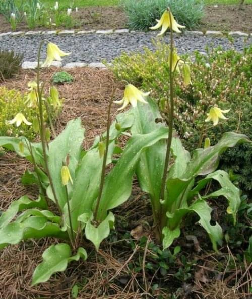 Erythronium