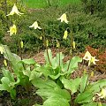 Erythronium