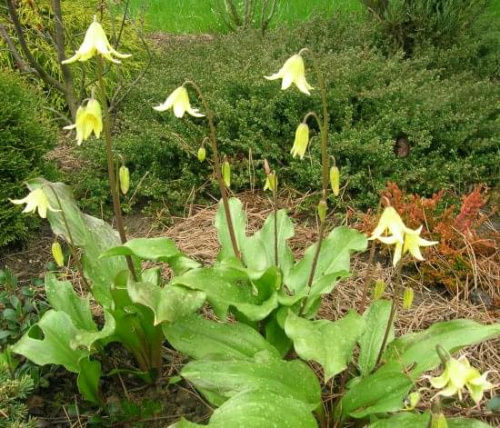 Erythronium