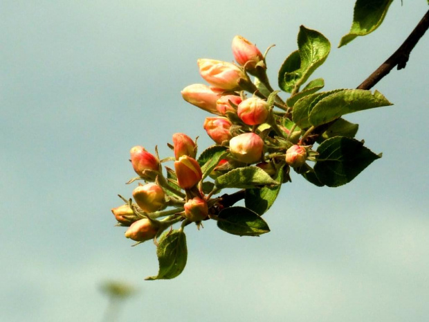 Kwitnąca jabłoń #jabłoń #kwiaty #rośliny #natura #przyroda