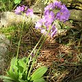 Primula denticulata