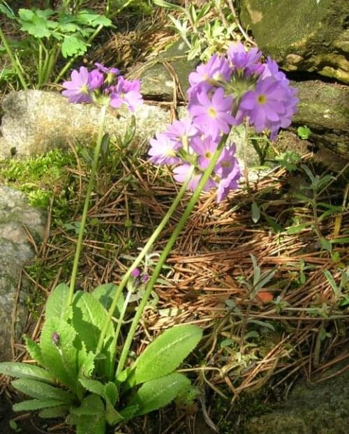 Primula denticulata