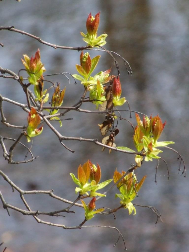 Impresja #rośliny #natura #przyroda