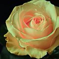 Rosa #róża #roślina #przyroda #natura