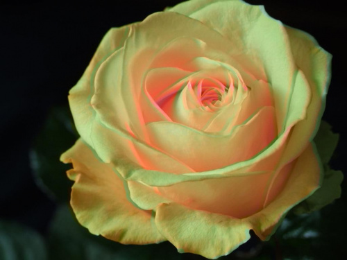 Rosa #róża #roślina #przyroda #natura