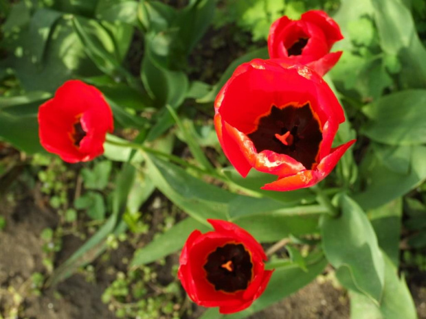 Tulipany #tulipany #kwiaty #rośliny #natura #przyroda
