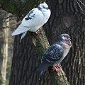 Jak dwa gołąbki #gołębie #natura #przyroda #ptaki