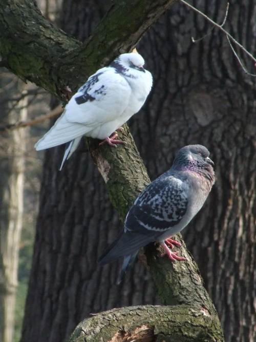 Jak dwa gołąbki #gołębie #natura #przyroda #ptaki