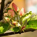 Wiosna #jabłoń #kwiaty #rośliny #przyroda