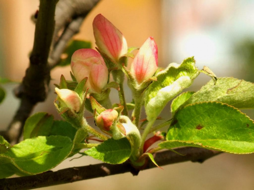 Wiosna #jabłoń #kwiaty #rośliny #przyroda