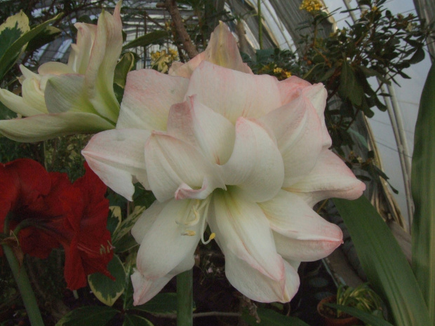 Hippeastrum 'Sweet Surrender'