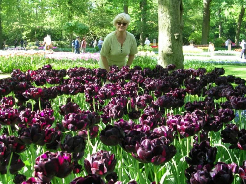 niektóre tulipany są prawie czarne...