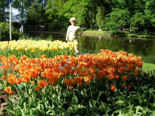 Tulipany -chluba Holendrów