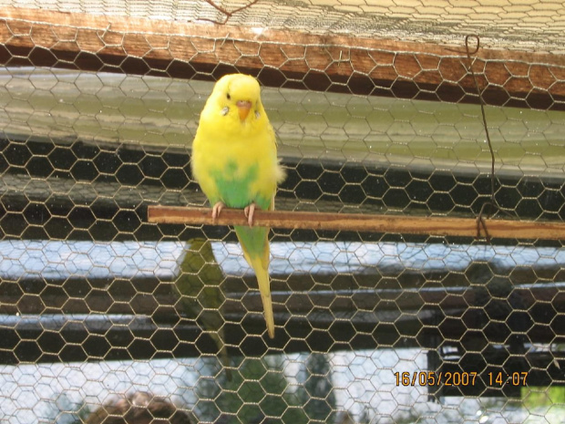 papużka falista żółta