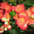 begonia