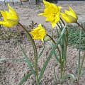 Tulipa sylvestris