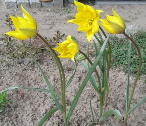 Tulipa sylvestris