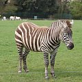 Zebra #Zwierzęta