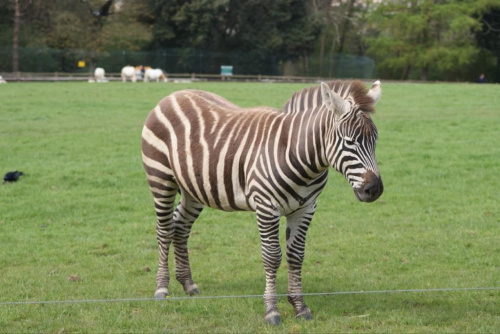 Zebra #Zwierzęta