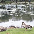 Kaczki #Zwierzęta