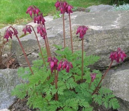 Dicentra formosa