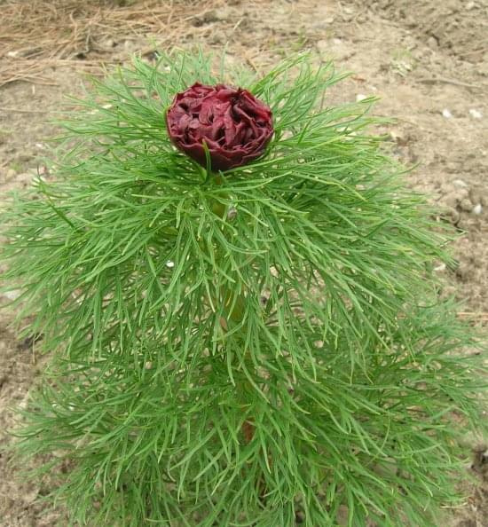 Paeonia tenuifolia