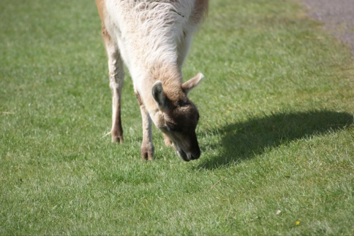 Lama #Zwierzęta