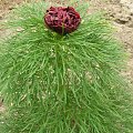 Paeonia tenuifolia