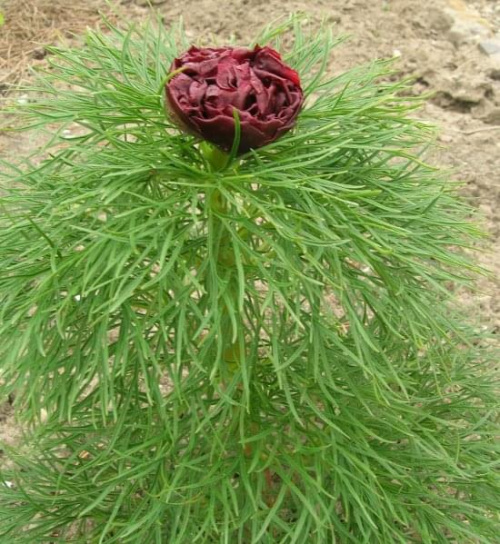 Paeonia tenuifolia