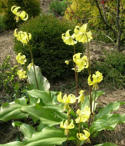 Erythronium