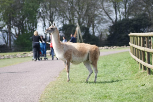 Lama #Zwierzęta