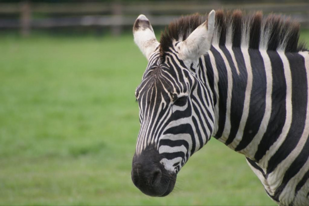 Zebra #Zwierzęta