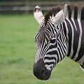 Zebra #Zwierzęta