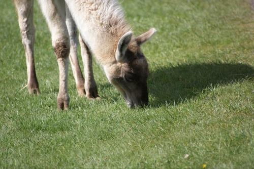 Lama #Zwierzęta