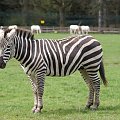 Zebra #Zwierzęta