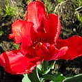tulipan ... #kwiaty #tulipany #wiosna #ogród