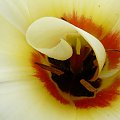 tulipanowy wybryk ... #kwiaty