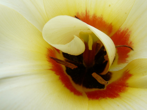 tulipanowy wybryk ... #kwiaty